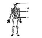 The given diagram illustrates the human skeleton. Which labelled structure helps in protecting the brain?