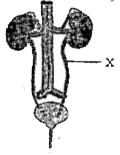 The given illustration represents the human excretory system      In the given illustration, the structure labelled  X represents