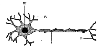The given figure illustrates the structure of nerve cell.      All the activities of the cell are controlled by the part labelled as