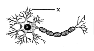 The given illustration represents a neuron.      In the given illustration, the structure labelled X is the