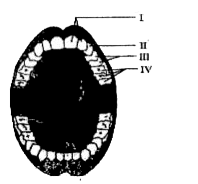 Teeth, that are a part of the buccal cavity, help in the mechanical breakdown of food. The given illustration depicts the type of teeth present in the mouth,  The teeth that perform the function of piercing and tearing are labelled as