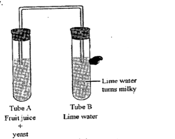 Ayush set up the given experiment to study production of alcohol by yeast. He added some yeast to a test tube (tube A) containing fruit juice. He covered the tube with a piece of cork and connected the test tube to another test tube (tube B) containing some lime water with a delivery tube. The whole set up was maintained air tight. After some time, he noticed that the lime water in tube B had turned milky.       Which of the following gases was produced by yeast which is responsible for the given observation?