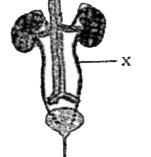 The given illustration represents the human excretory system.       In the given illustration, the structure labelled X represents