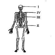 The given figure represents the human skeletal system.  In the given figure, the pelvic bones are labelled as