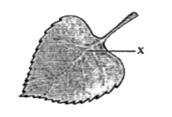 The give figure illustrates the structure of a leaf. What is label X in the given figure?