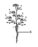 The plant part labeled X performs the function of