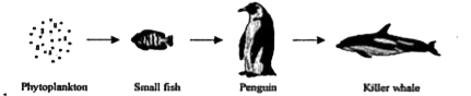 The illustration represents a marine food chain .      If the penguine population decreses, then which of the following observation will be most probablu true?