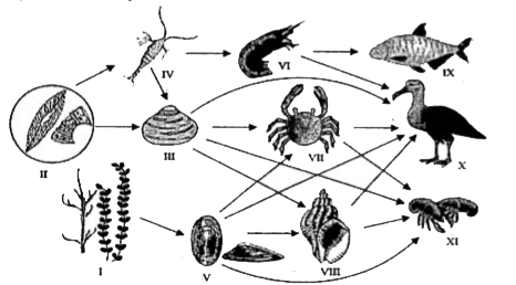 The illustration represents a ocean food web.      Which two lables represent the producers in the given food web?