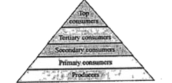 The given figure represents the energy pyramid of a food chain.      Which of the following changes will not be noticed if all the secondary consumers in the given food chain die?