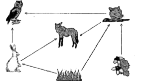 The given figure shows a food web.      The transfer of energy is the least between
