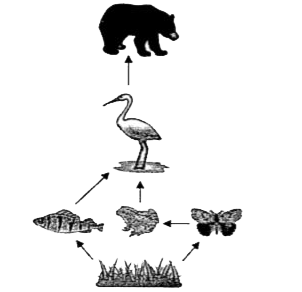 The illustration shows a food web operating in a pond.      If the crane population decreases because of excessive hunting by humans, then which of the following observations will be most probably true?