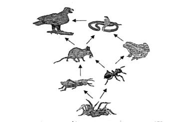 The illustration represents a food web.      If the snake population decreases, which of the following observations will be most probably true?