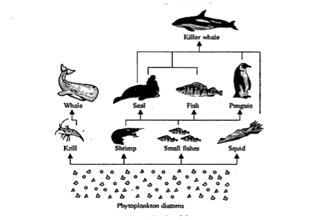 The illustration represents a food web operating in an ocean.      Which organism is a producer in the given food web?