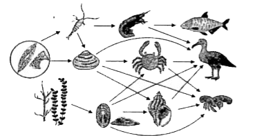 The illustration shows an ocean food web.      If the population of shrimp decreases, then which of the following populations would decrease?