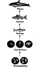 Who are the producers in the given food chain?