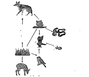 Which of the following organisms in the illustrated food web receives the least amount of energy?
