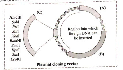 Identify labels (A),(B) and (C) in the following diagram representing the plasmid clonong vector.