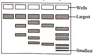 Observe the following diagram and answer the question given below:   What do the words largest and smallest in the diagram mean ?