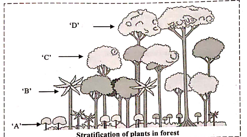 Label the different layers in the given figure of stratification of plants in forests ?