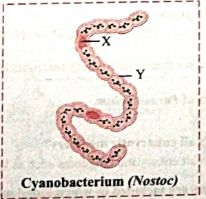 Identify label X and Y in the given figure of Cyanobacteria(Nostoc).