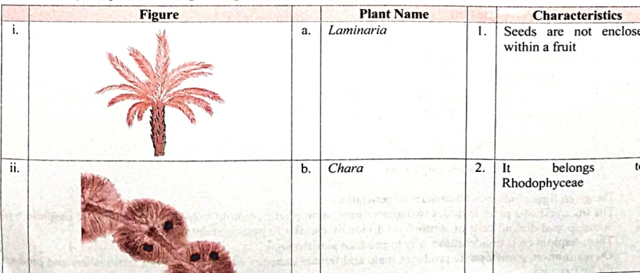Identify the plants in the given figure and match the columns.     ,