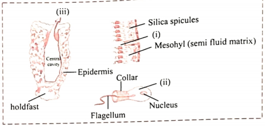 ocr_image