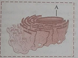 observe the diagram given below and answer the questions based on it.     What are the functions of given organelle?