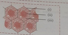 Identify the labels i, ii and iil in the given figure of meristematic tissue.