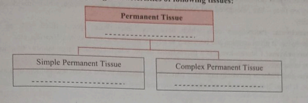 Complete the given chart by giving characteristics of following tissues: