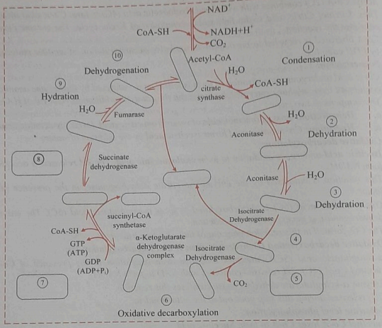 Identify the cycle given below. Correct it and fill in the blanks.