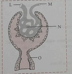 In the given diagram of Malphigjhian body , blood is filtered from part labelled