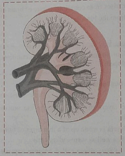 Free kidney - Vector Art