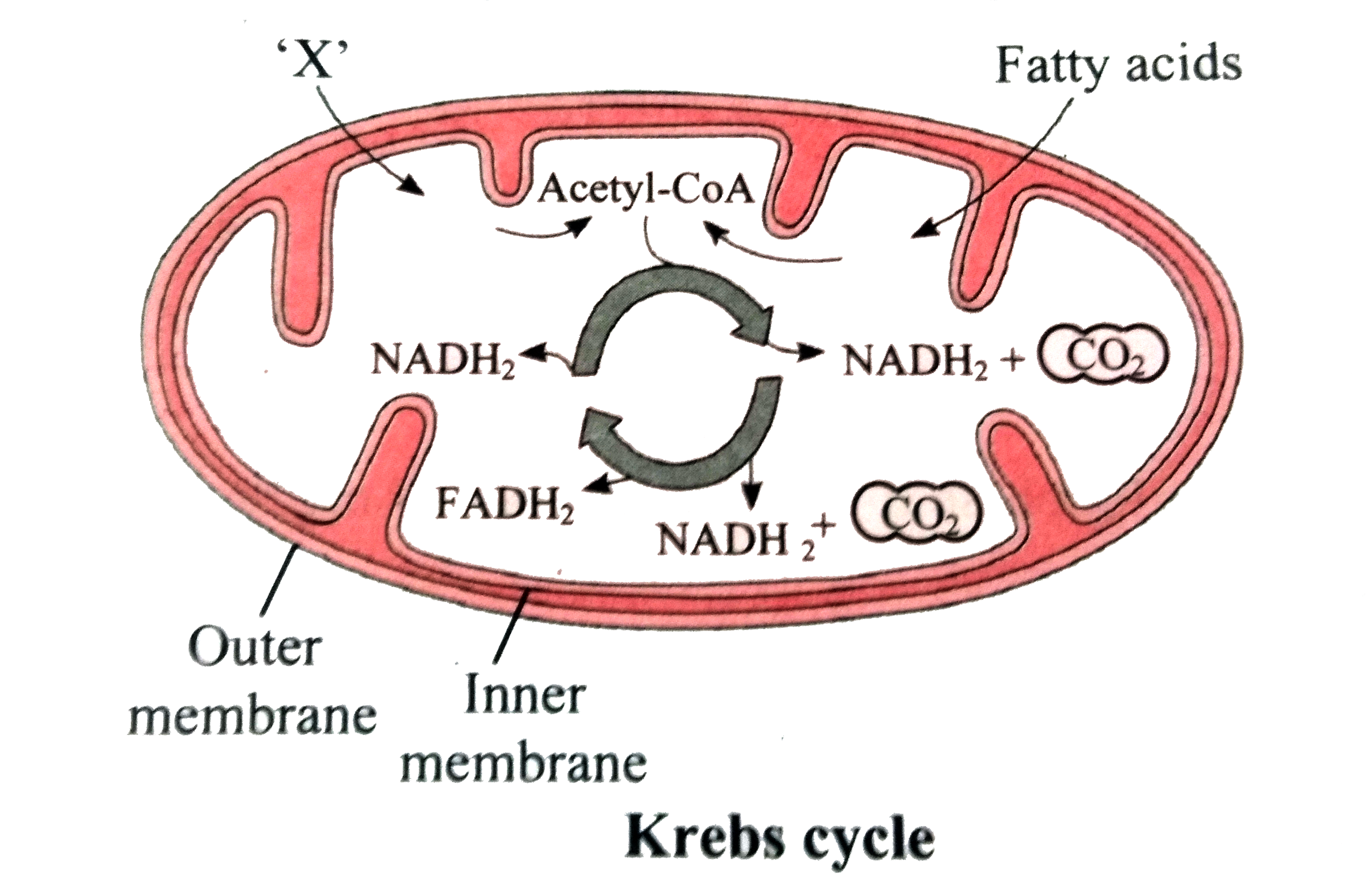 Observe the given diagram and answer the questions given below it.      a. Mention the cell organelle shown in the diagrams.   b. Which energy rich molecules are synthesized during Krebs cycle ?    c. Identify the compound 'X'  which is a product of glycolysis that is utilised in Krebs cycle.