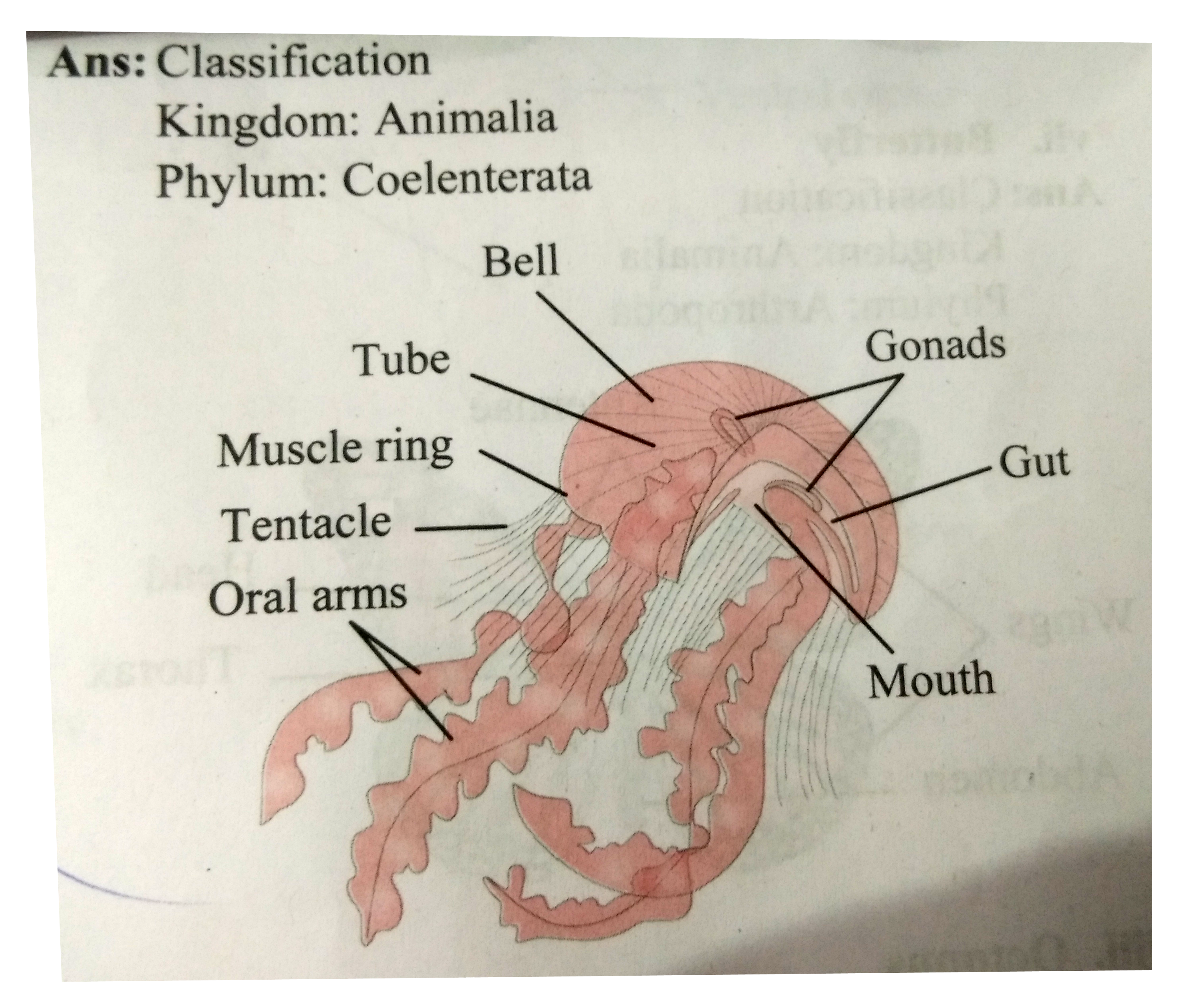 ocr_image