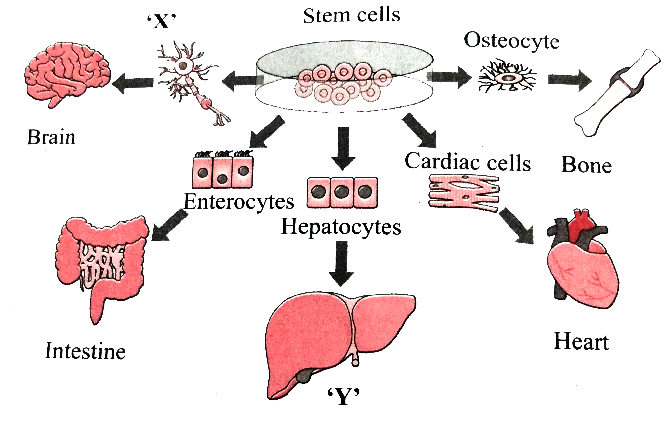 Observe the diagram and answer the questions given below it.      Which property of stem cells is shown in the given diagram?