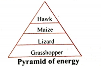 Question based on diagram  Correct and explain the given diagram.