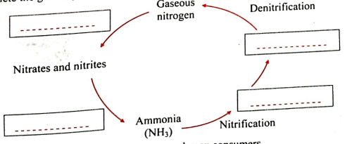 Answer the following   Complete the given cyclic representation of nitrogen cycle.