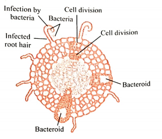 Answer the following   Observe the diagram and answer the questions given below it.    Which mutually beneficial relationship is illustrated in the diagram?