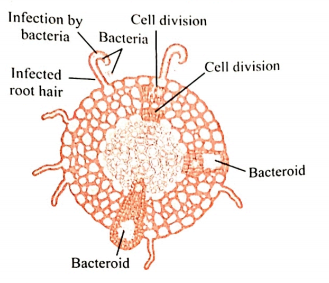Answer the following   Observe the diagram and answer the questions given below it.    How can infection of root hair by beneficial bacteria help plants?