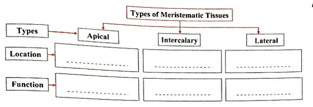 Complete the given chart/table.   Complete the given flow chart stating the location and function of the given meristematic tissues.