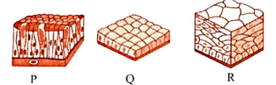 Question based on diagram  Identify the types of epithelial tissues (P, Q and R) shown below: