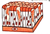 Observe the diagram and answer the questions given below it.     Identify the type of tissue in the given figure.