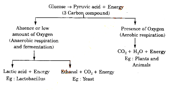 Observe the following       Write the answers to the following questions    What conditions influences Pyruvic acid to participate in Aerobic and Anaerobic respiration ?