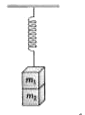 m1  और m2  दो द्रव्यमान K नियतांक वाली किसी द्रव्यमान विहीन स्प्रिंग से चित्र में दिखाए अनुसार लटके है। संतुलन की अवस्था में, निकाय को प्रभावित न करके यदि m1 को धीरे से हटा लिया जाए तो दोलन का आयाम होगा।