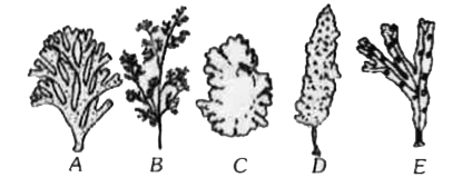 ऊपर दिए गए चित्र में कुछ शैवाल 'A', 'B', 'C', 'D' तथा 'E' है इनका क्रमानुसार क्रम है