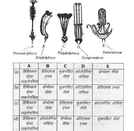 दिये गये चित्र में A , B , C , D , तथा E विभिन्न प्रकार के पुमंगो को विभिन्न पौधों में उनके भागों के ससंजन के आधार पर प्रदर्शित किया गया है | पुमंगो को क्रमशः पौधों के साथ सुमेलित कर सही उत्तर का चयन कीजिए