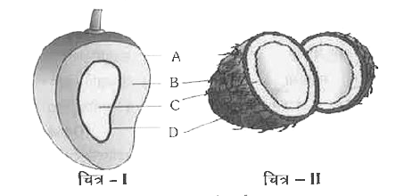 चित्र - I - आम , चित्र - II - नारियल निम्न आरेख में दर्शाए गए हैं | फल के भागों A, B ,C तथा D को क्रमशः निरूपित कीजिए