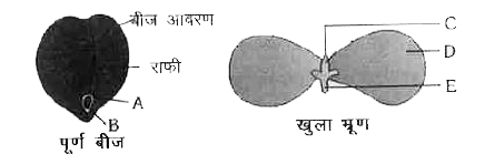 दिया गया चित्र द्विबीजपत्री बीज की विशिष्ट संरचना को दर्शाता है | निम्न में से किस विकल्प में सभी भाग A - E सही निरूपित किए गए है
