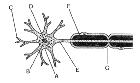 नीचे दिये गये बहुधुवीय मायलिनेटेड न्यूरॉन के चित्र में न्यूरॉन के विभिन्न भागों के अग्रजी वर्णमाला के अक्षरों द्वारा इंगित किया गया है, नीचे दिये गये कौन से विकल्प में चित्र में दिये गये स्थानों का अक्षरों से सही सम्बन्ध बताया गया है।