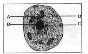 कोशिका में RER ने एक प्रोटीन का संश्लेषण किया जिसका बाद में प्लाज्मा झिल्ली के निर्माण में उपयोग किया गया। परंतु यह देखा गया है, कि झिल्ली में प्रोटीन RER में बनाये गये प्रोटीन से कुछ भिन्न होता है। प्रोटीन संभवतः किसी दूसरे कोशिकांग में रूपान्तरित होता है। दिये गये चित्र में कोशिकांग को पहचानिये
